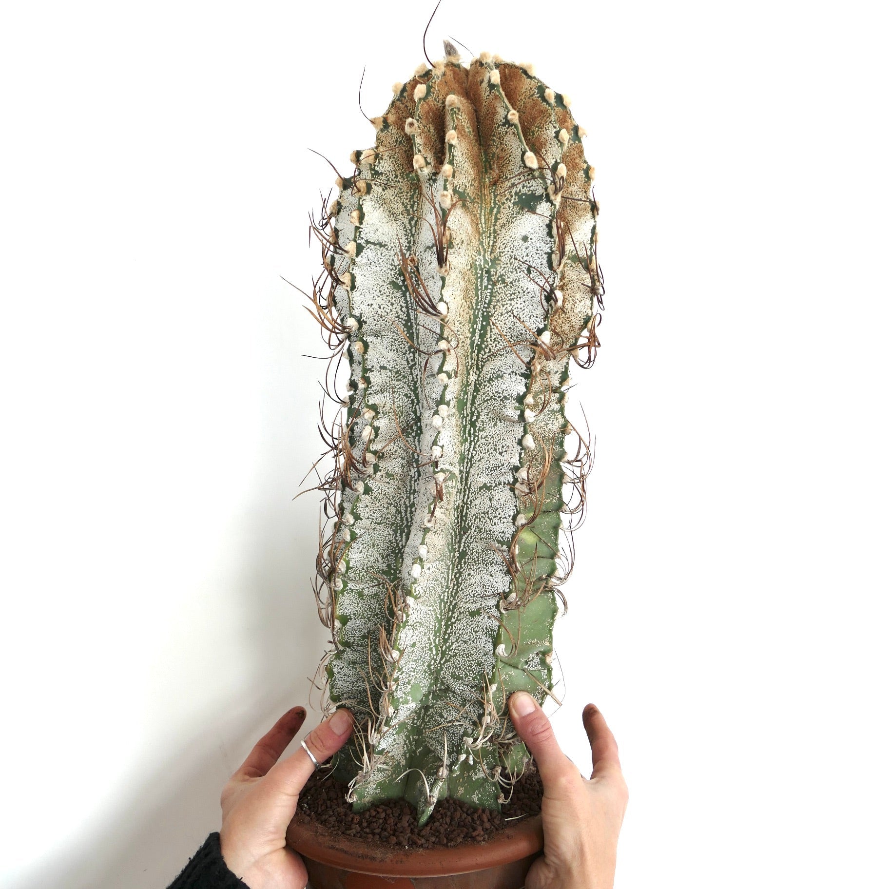 Astrophytum niveum cactus with white speckled ribs and long brown spines in terracotta pot