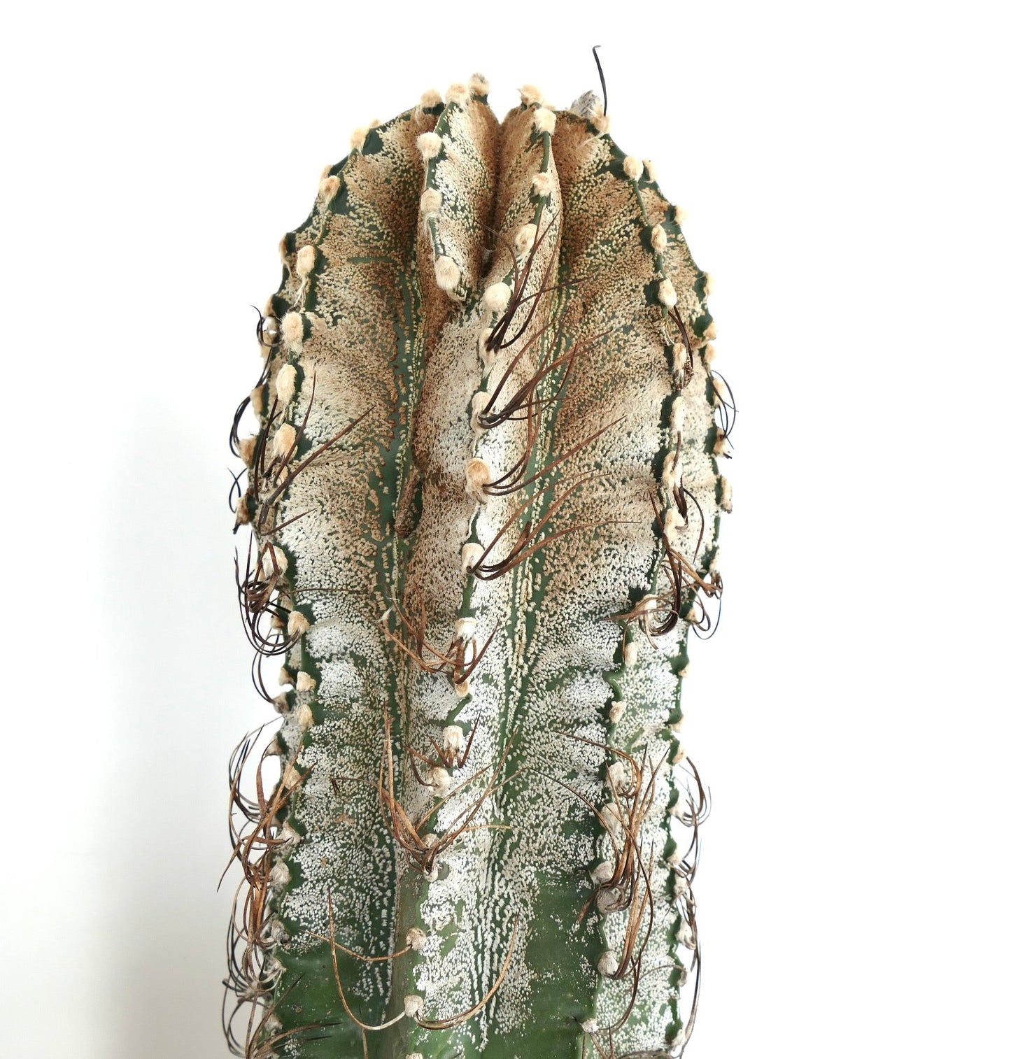Astrophytum niveum cactus with white speckled texture and long brown spines close-up