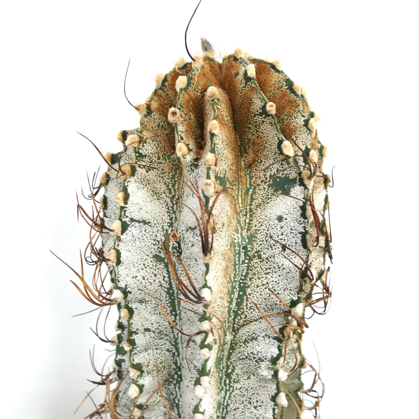 Astrophytum niveum cactus with white speckled skin and long brown spines close-up