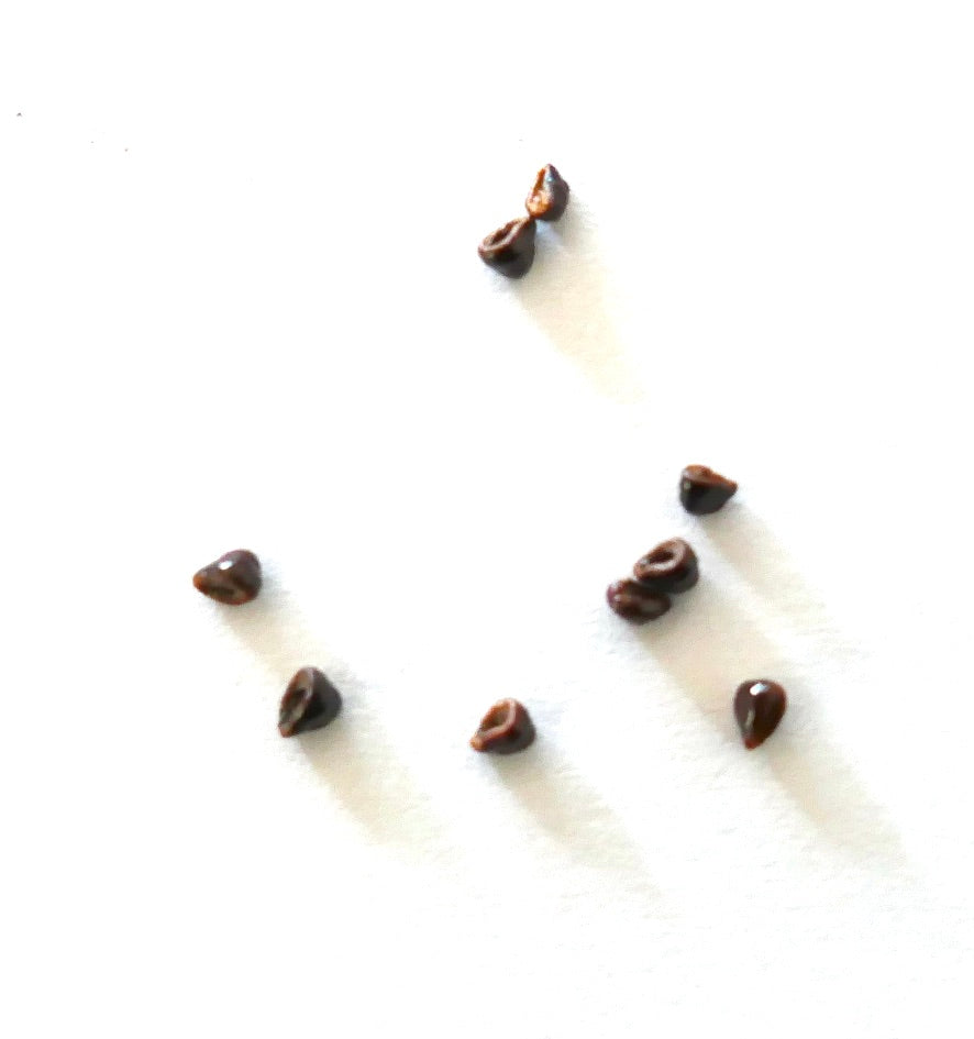 Astrophytum ornatum cactus seeds scattered on white background close-up