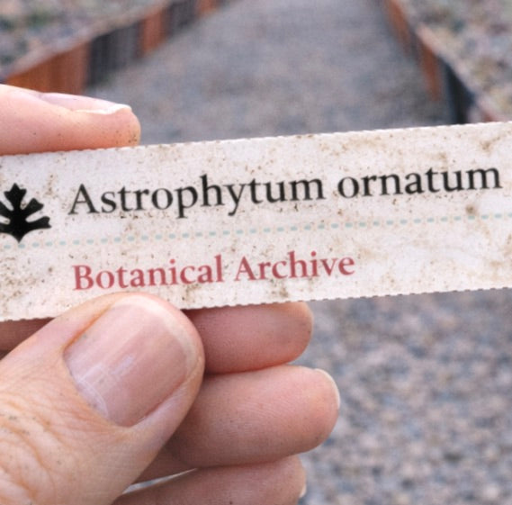 Printed plant label for Astrophytum ornatum held outdoors with gravel background