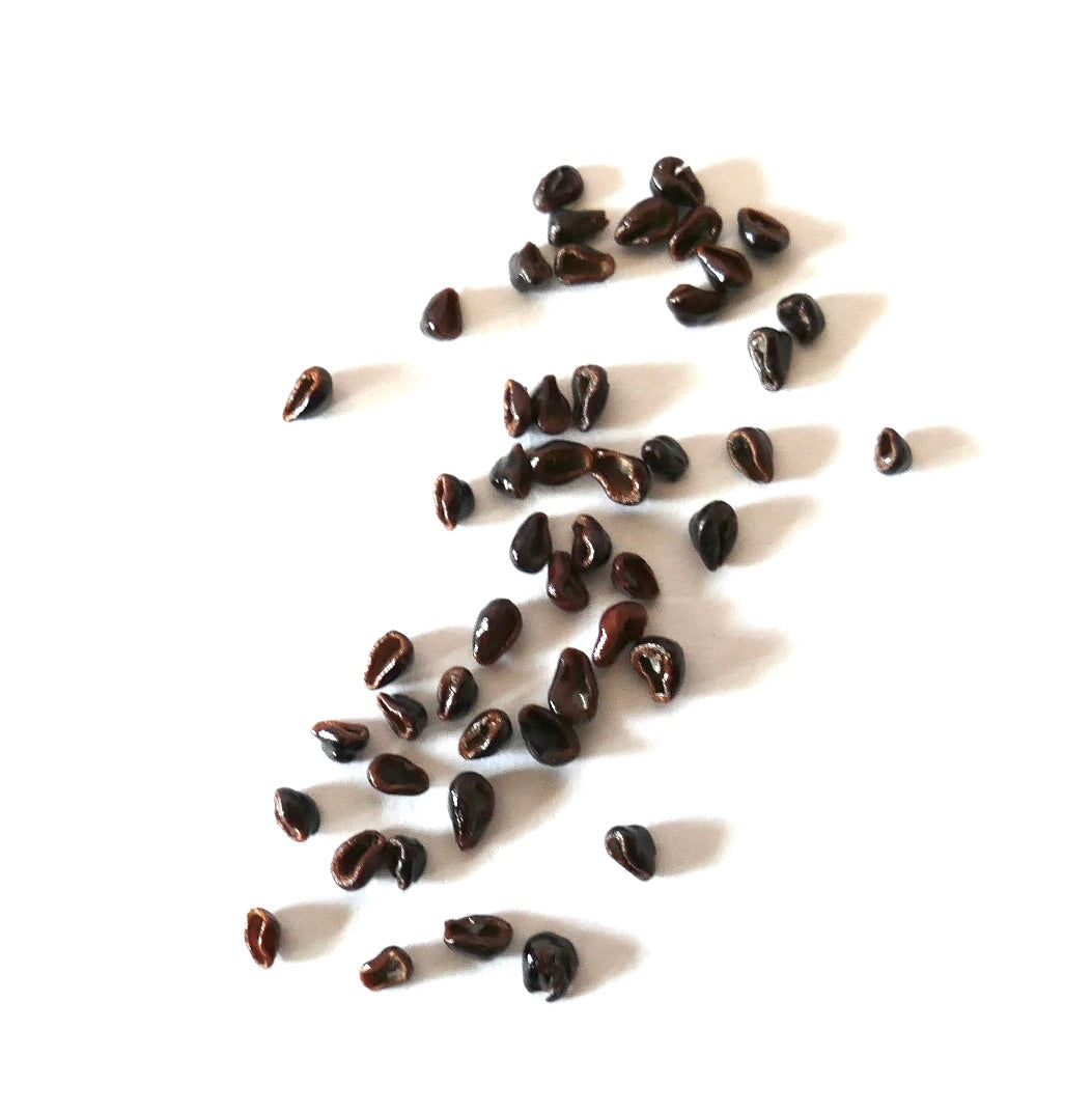 Astrophytum senile seeds scattered on white background for succulent propagation