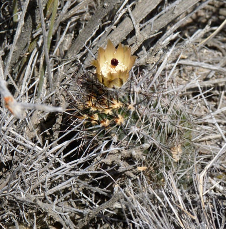Austrocactus bertinii small cactus with yellow flower and dense spines in dry habitat