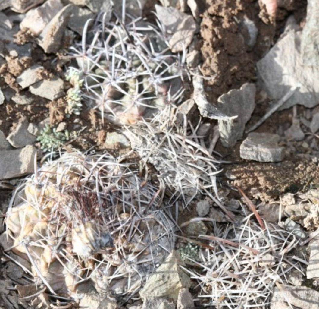 Austrocactus ferrarii piccolo cactus spinoso con fitte spine bianche su terreno roccioso