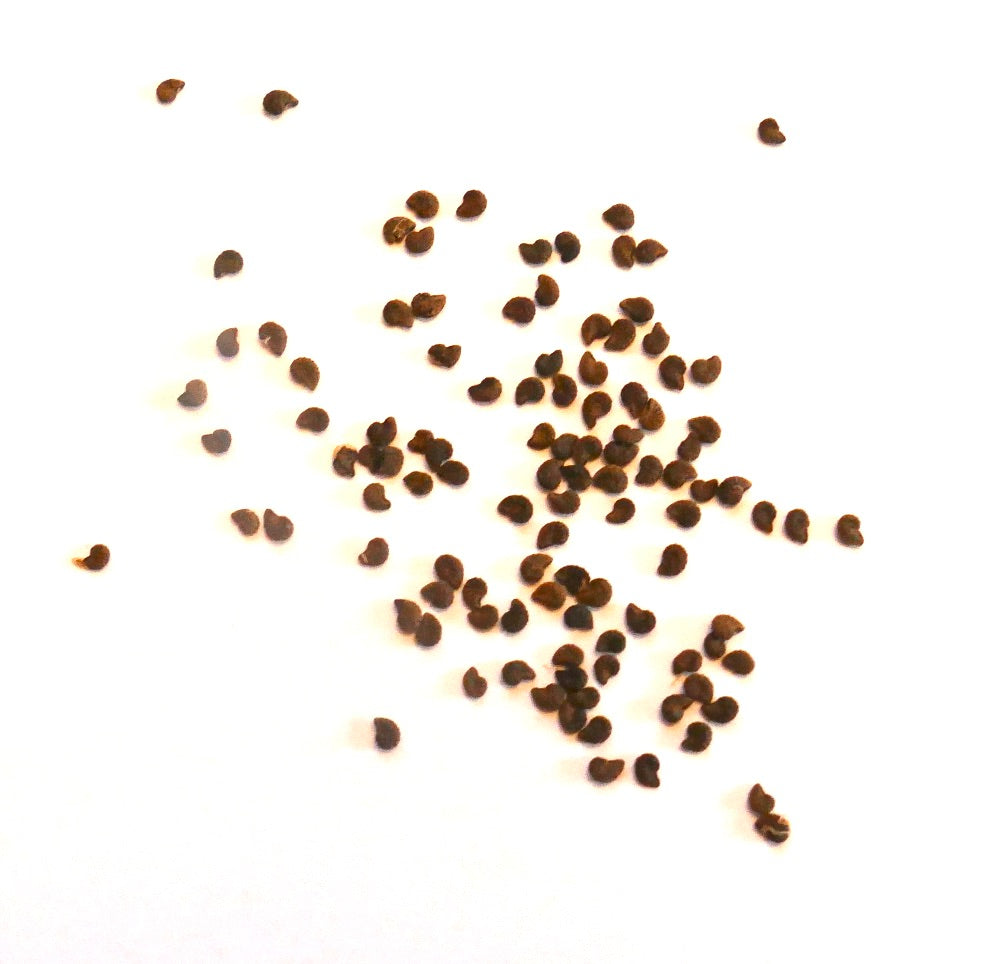 Austrocactus ferrarii small dark brown seeds for succulent propagation