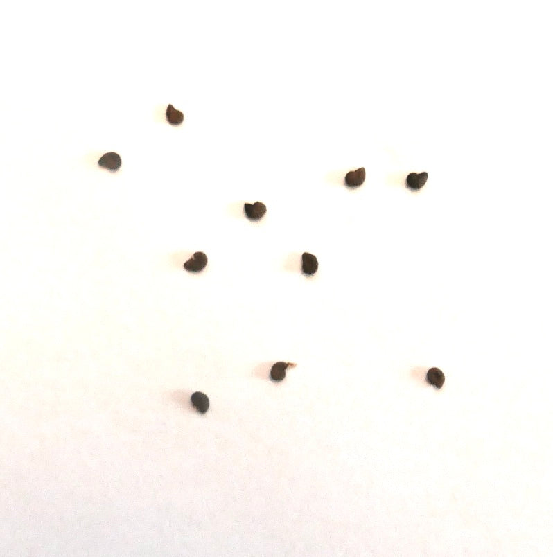 Austrocactus ferrarii small dark cactus seeds on white background