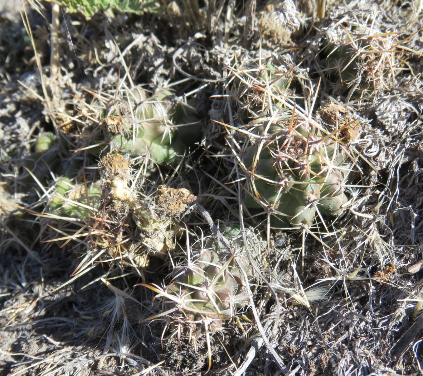 Austrocactus hibernicus small spiny cacti growing in dry natural habitat with brown spines