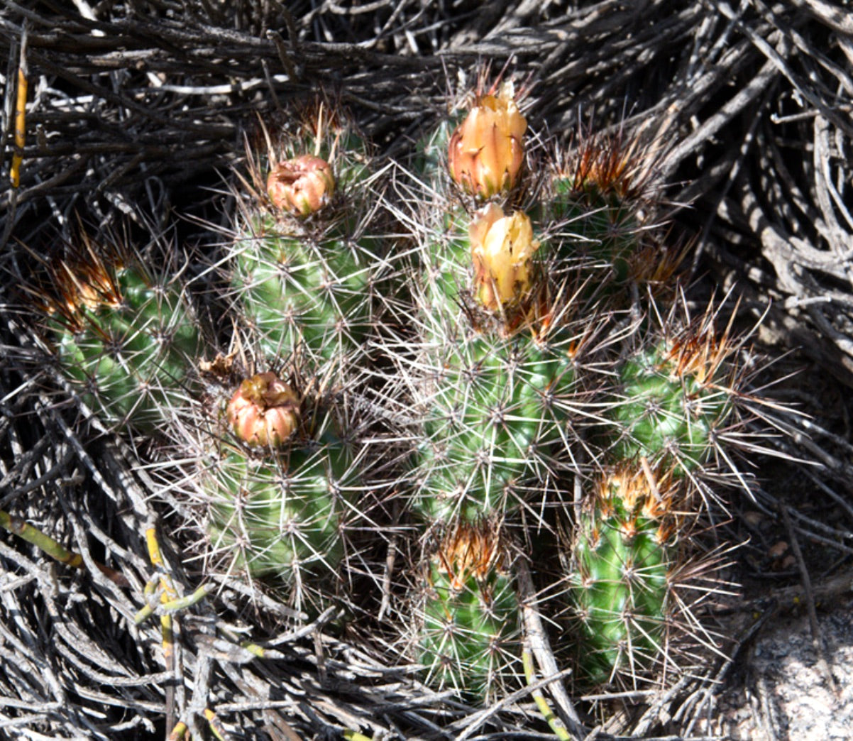 Austrocactus philippii piccolo cactus verde con spine lunghe e boccioli di fiore arancioni su ramoscelli secchi
