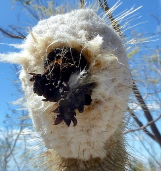Austrocephalocereus dybowskii raro cactus con lana bianca densa e resti di fiori scuri essiccati