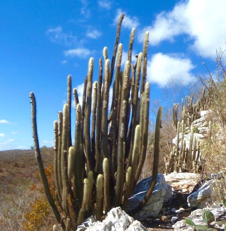 Austrocephalocereus dybowskii cactus colonnare alto con più fusti sottili in terreno roccioso