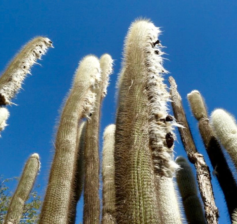 Austrocephalocereus dybowskii alto cactus colonnare con spine bianche lanuginose contro il cielo azzurro