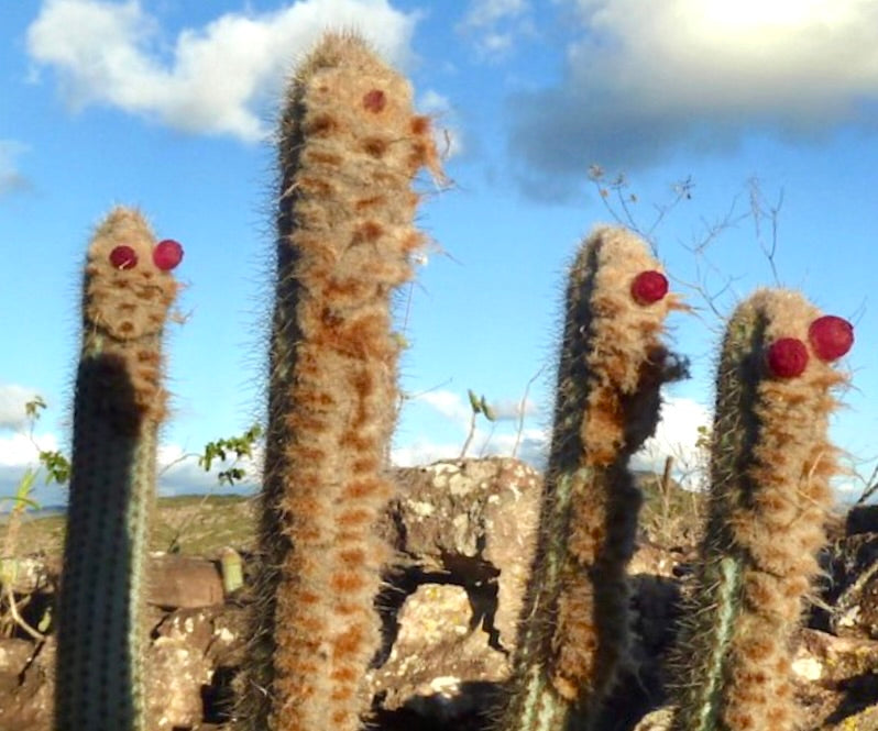 Austrocephalocereus purpureus tall cactus with dense woolly areoles and red fruit against blue sky