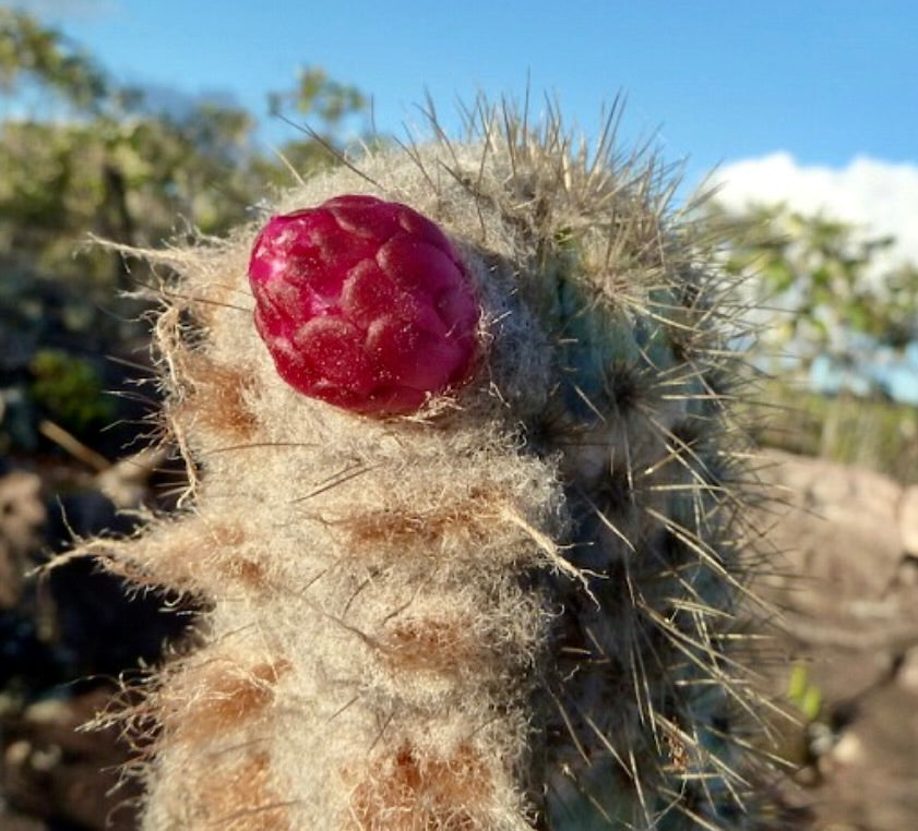 Austrocephalocereus purpureus cactus with dense white wool and bright red fruit