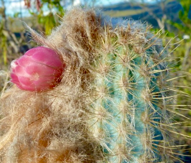 Austrocephalocereus purpureus cactus with dense wool and pink flower bud close-up