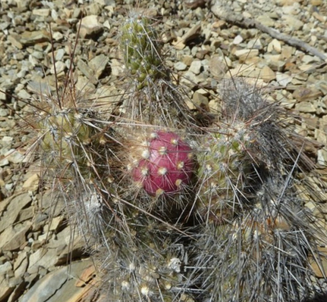 Austrocylindropuntia humahuacana raro cactus con spine dense e frutti rossi su terreno roccioso