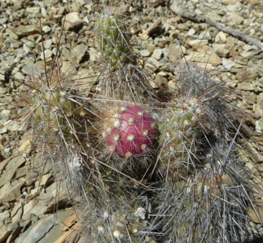 Austrocylindropuntia humahuacana raro cactus con spine dense e frutti di un brillante colore rosa su terreno roccioso
