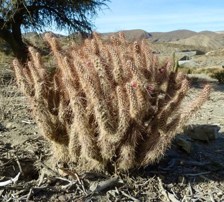 Cactus spinoso Austrocylindropuntia weingartiana con fitte spine brunastre in paesaggio arido