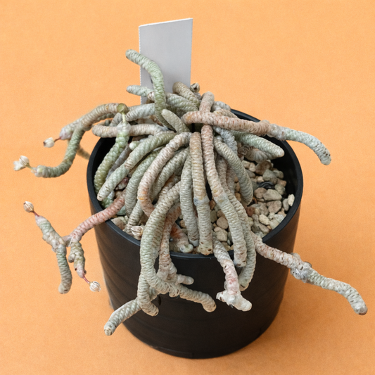 Avonia albissima succulent with elongated wrinkled stems in black pot on orange background
