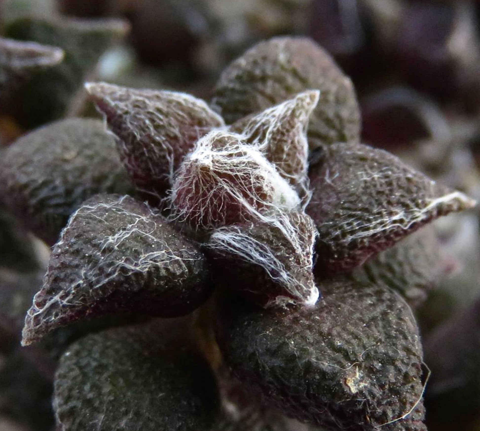 Avonia arachnoides succulenta rara con foglie scure e tessitura e fibre bianche simili a ragnatele