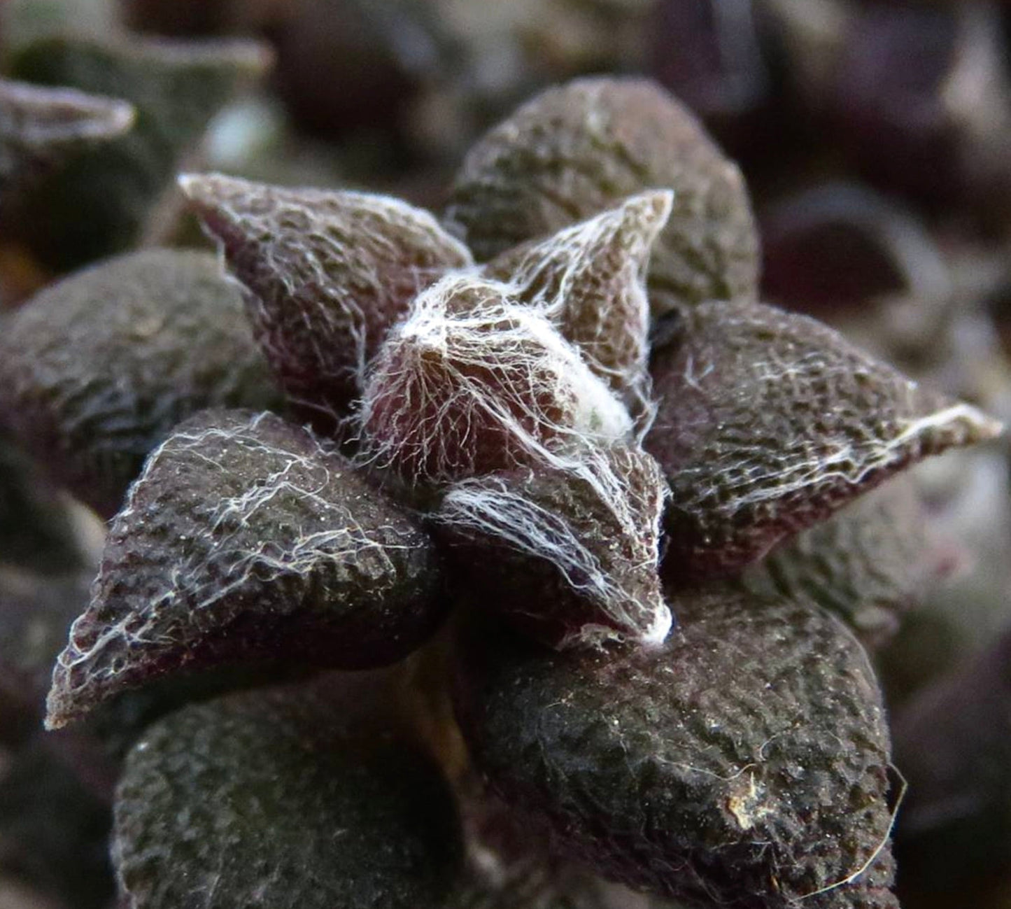 Avonia arachnoides succulent with dark textured leaves and white cobweb-like fibers