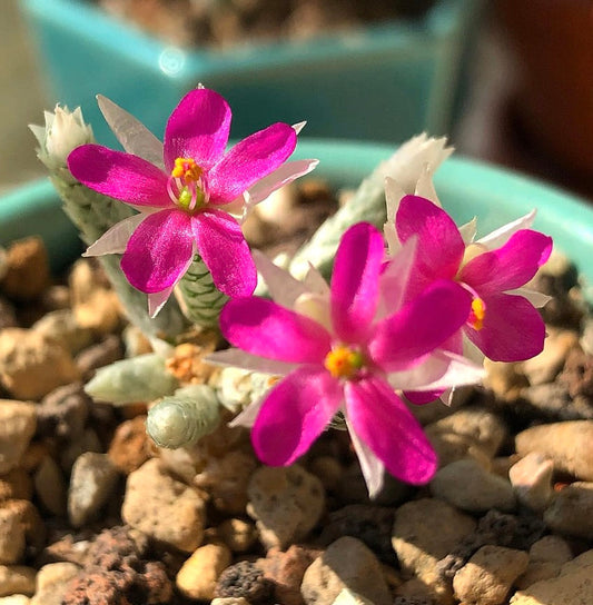 Succulenta Avonia dinteri con fiori a forma di stella di colore rosa acceso in terreno roccioso