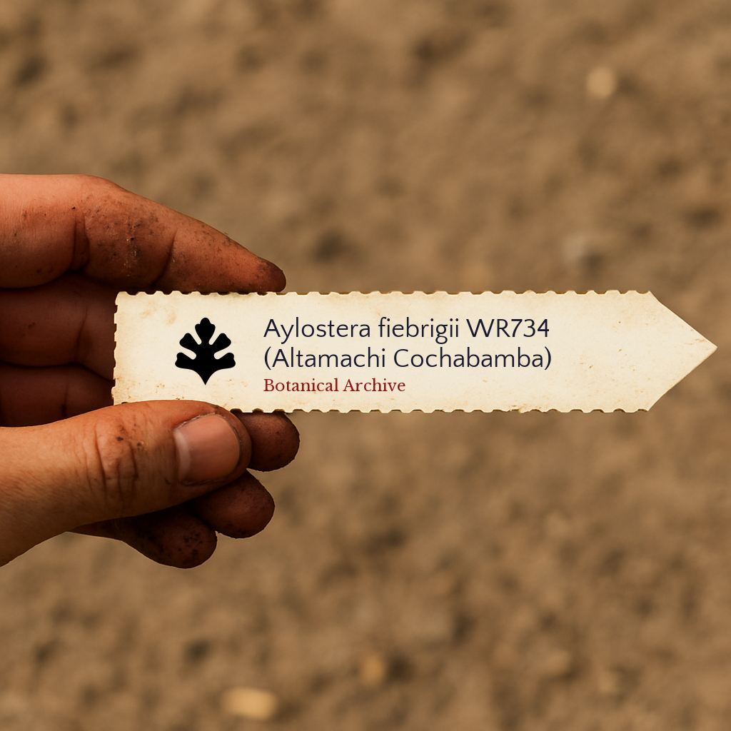 Printed plant label for Aylostera fiebrigii WR734 held in dirty hand outdoors