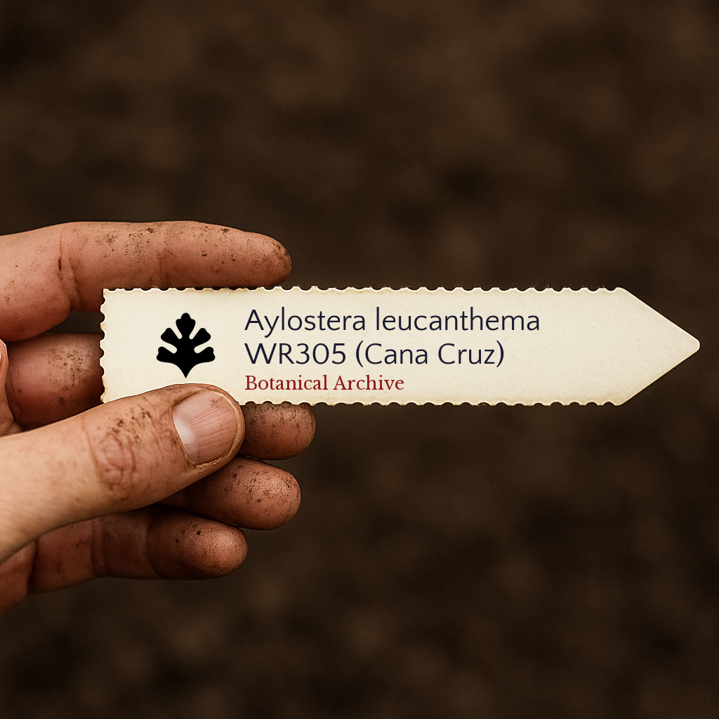 Printed plant label for Aylostera leucanthema WR305 (Cana Cruz) held by dirty hand