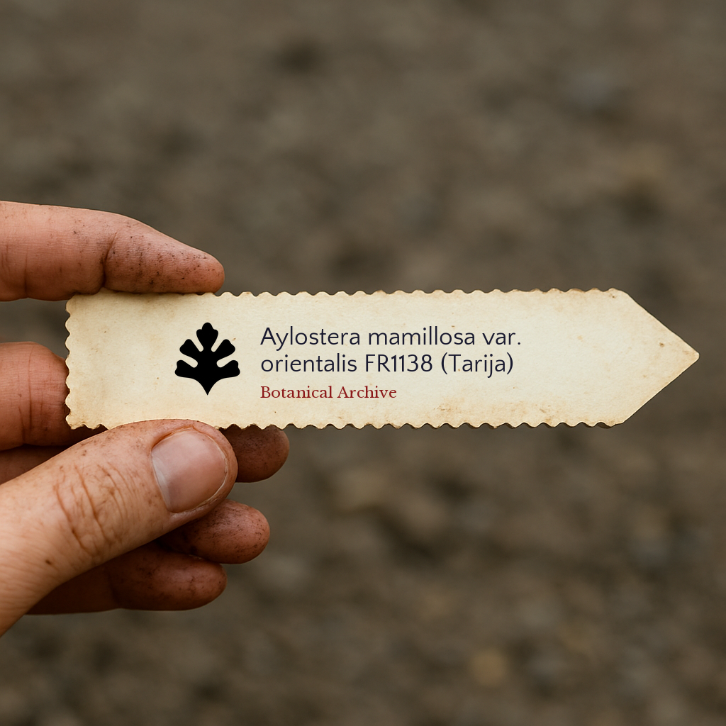 Printed plant label for Aylostera mamillosa var. orientalis held by hand outdoors