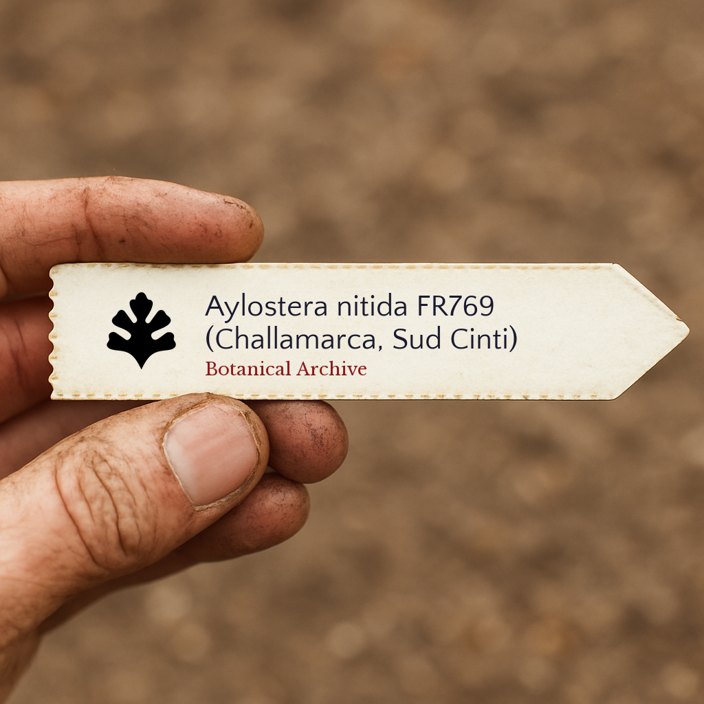 Printed plant label for Aylostera nitida FR769 held by hand with dirt background
