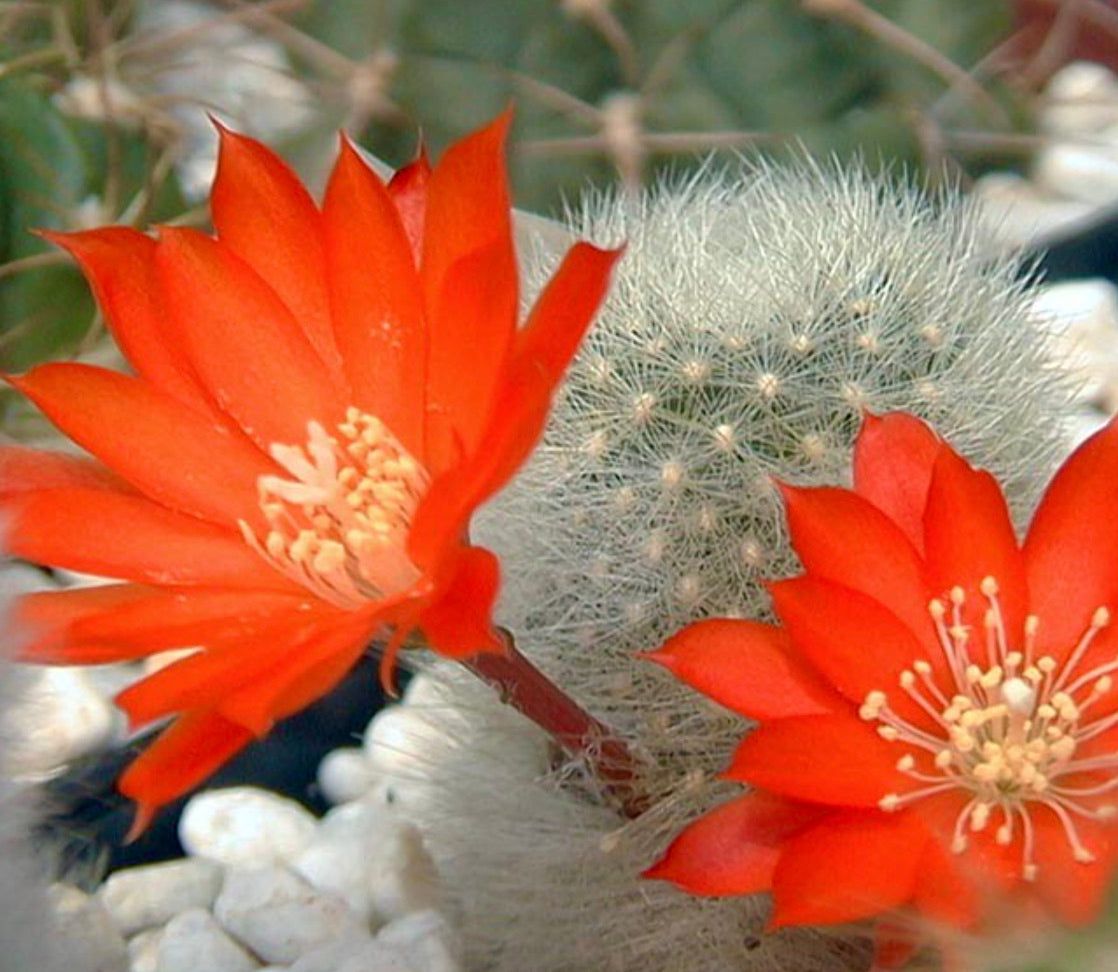 Aylostera albipilosa cactus with bright orange flowers and white spines succulent specimen