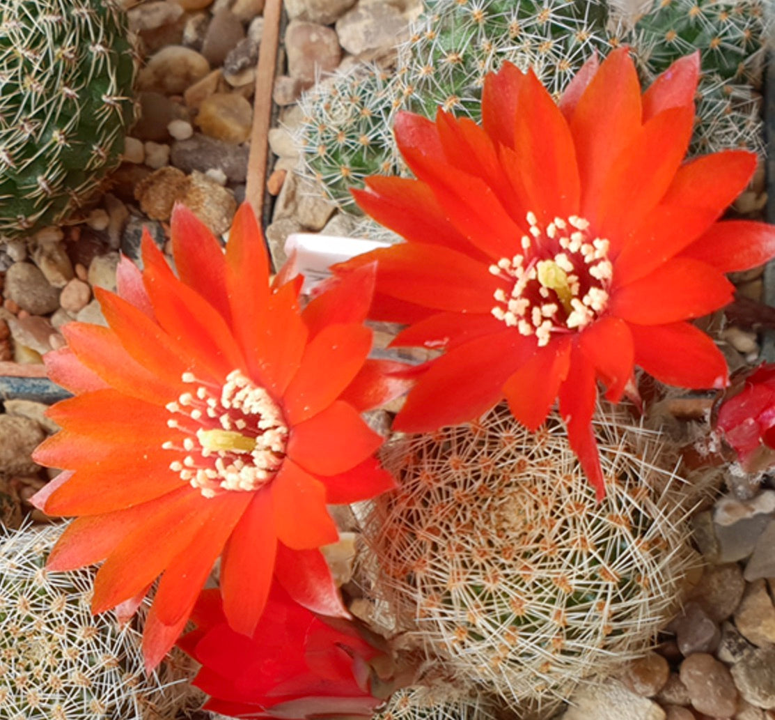 Cactus Aylostera albopectinata 'schatzliana' con fiori di un brillante arancione-rossastro e steli verdi spinosi