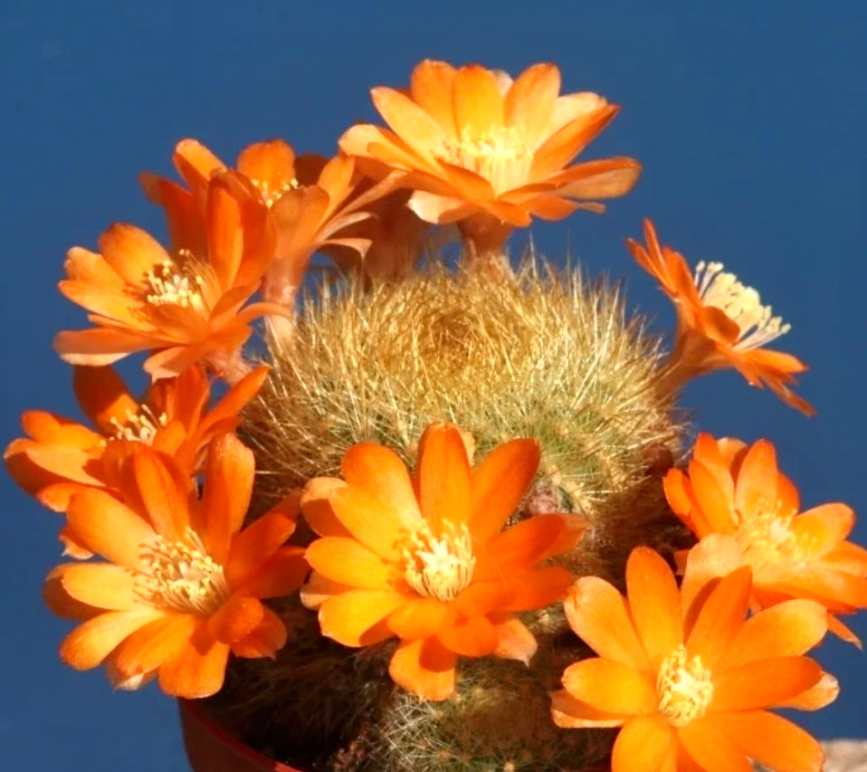 Cactus Aylostera archibuiningiana con fiori arancioni vibranti e spine dorate dense