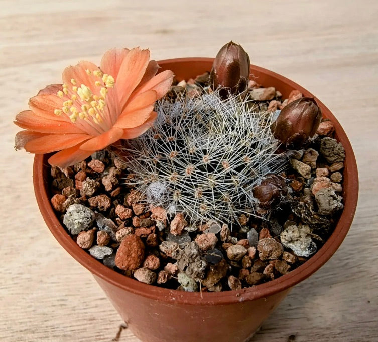 Aylostera buiningiana piccolo cactus con spine bianche e fiore color pesca in vaso di terracotta