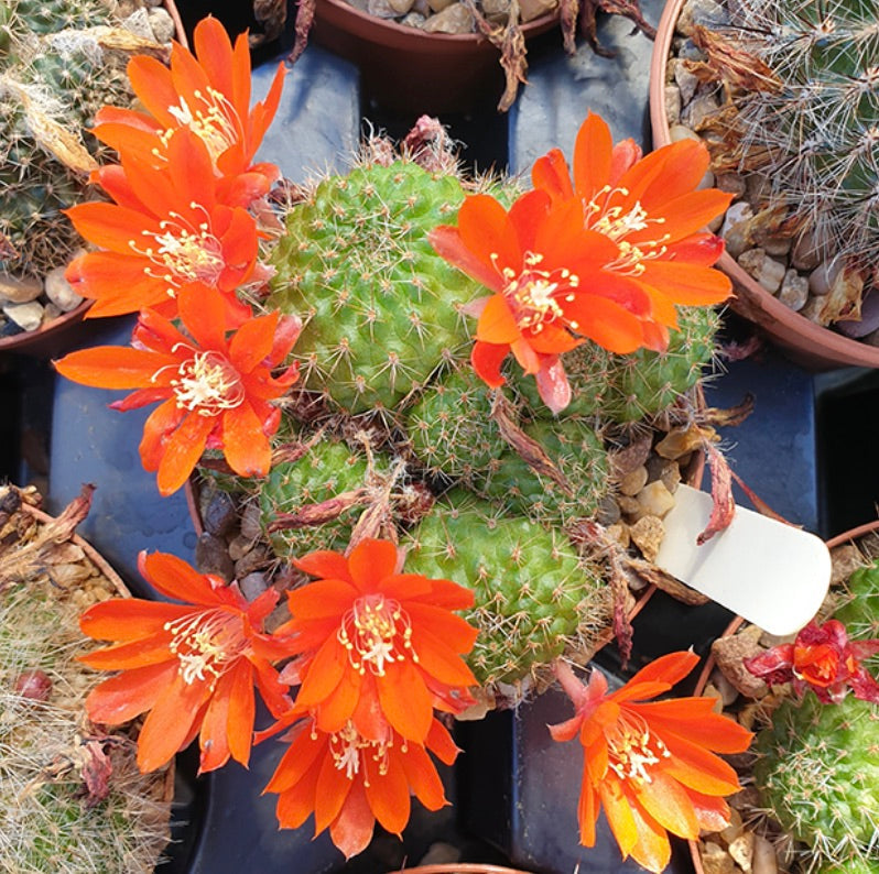 Cactus Aylostera cyanensis con fiori arancioni vivaci in piccoli vasi da vivaio