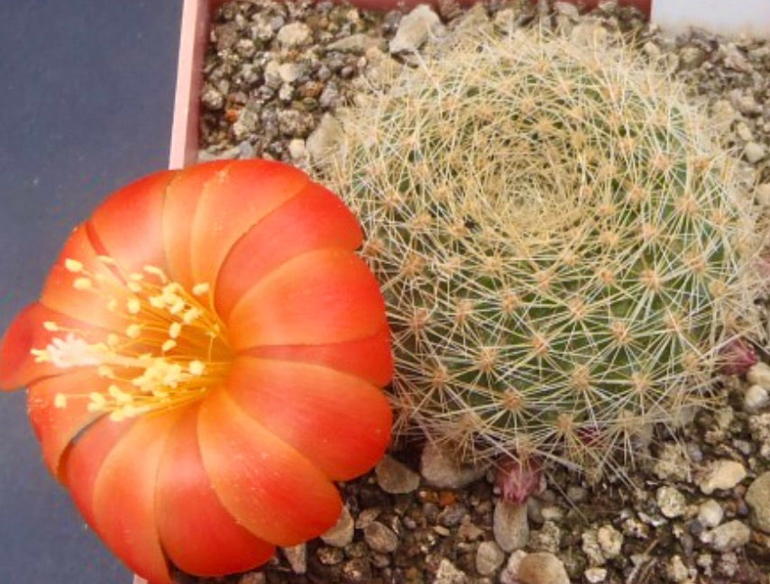 Aylostera decrescens cactus with bright orange flower and dense spines in rocky soil