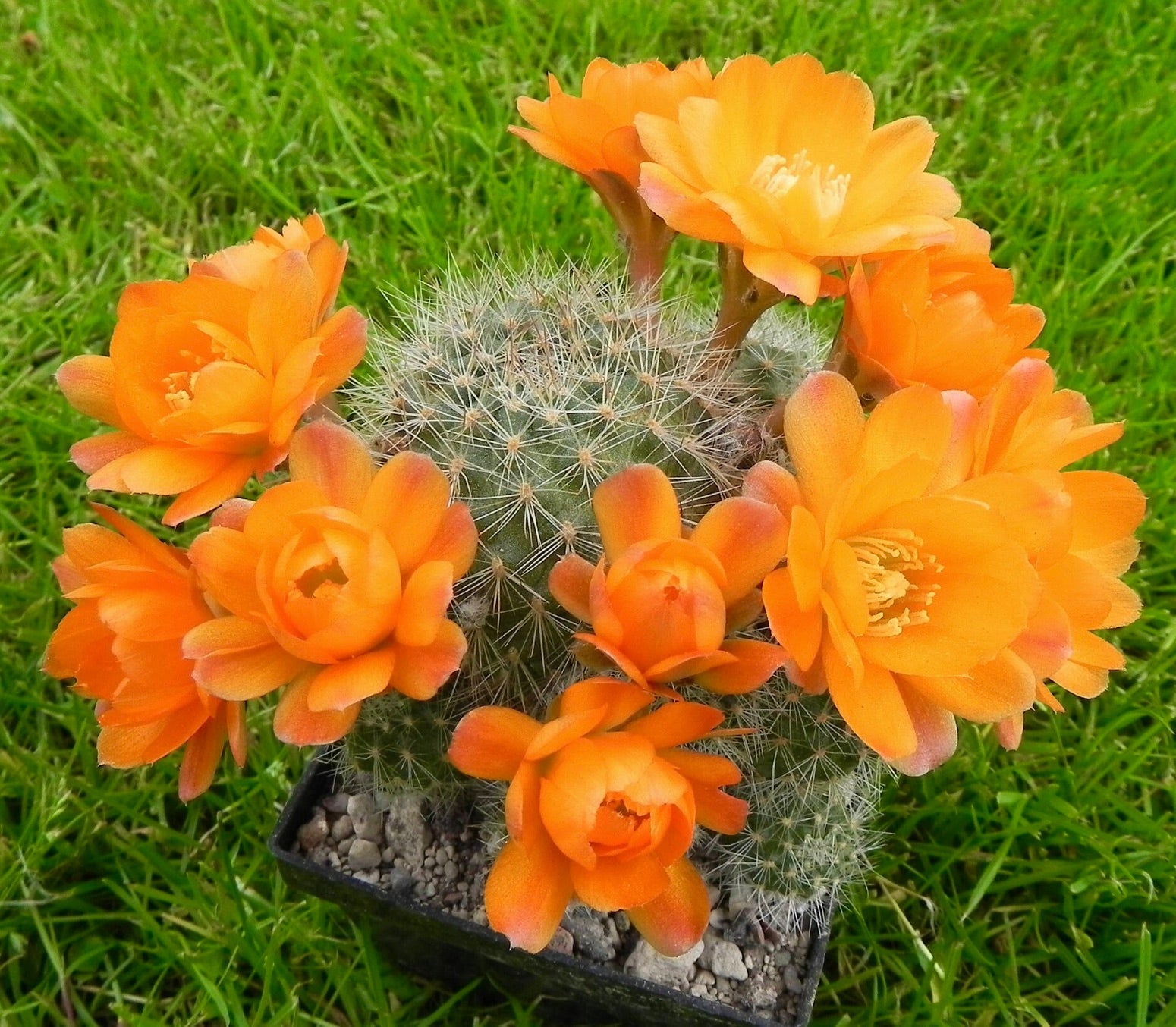 Cactus Aylostera deminuta con fiori arancioni vivaci e densi spine bianche in vaso