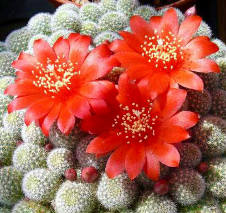 Cactus Aylostera fabrisii var. nana con vivaci fiori rosso-arancioni e spine bianche dense