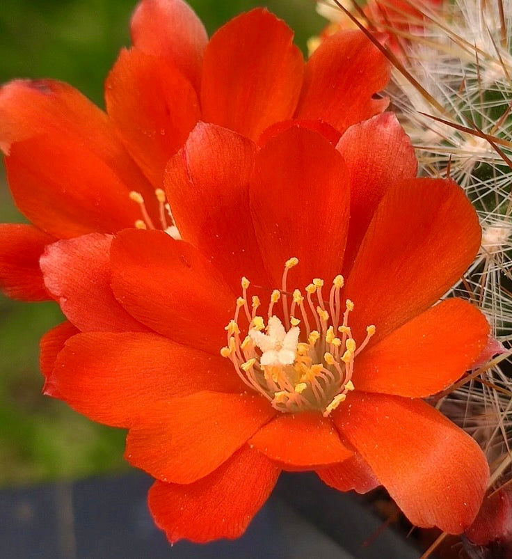 Aylostera fiebrigii bright orange cactus flower with delicate yellow stamens and spiny stem
