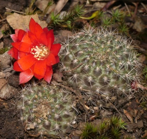 Aylostera fiebrigii piccolo cactus spinato con fiore rosso vivo in terreno naturale