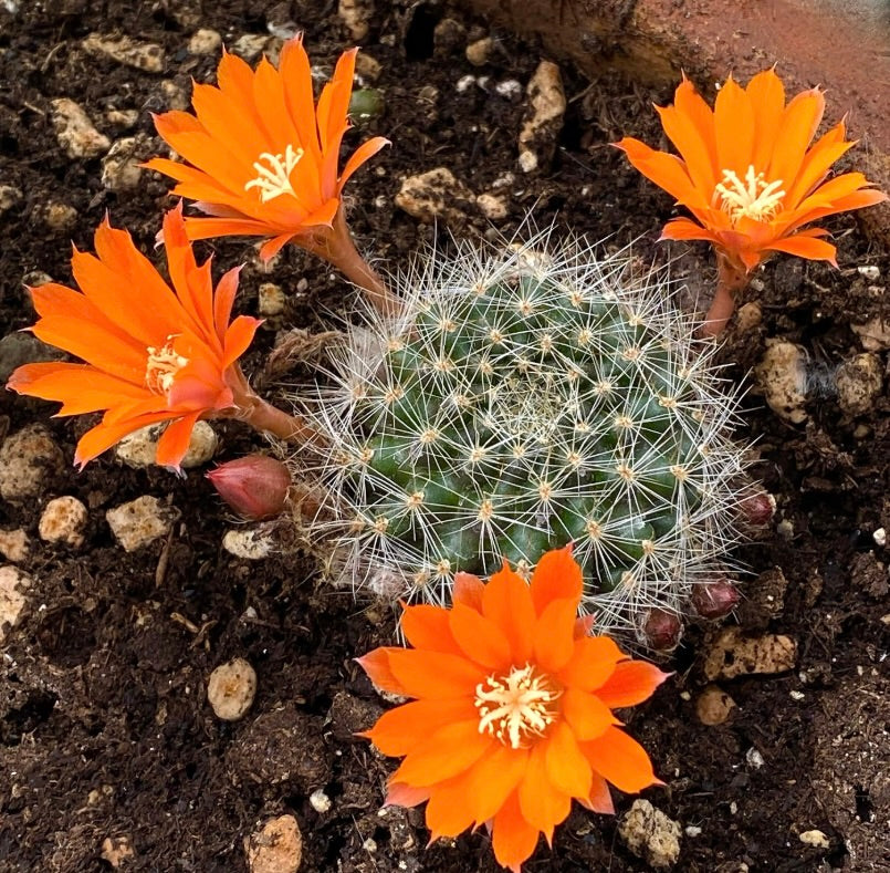 Aylostera fiebrigii piccolo cactus con fiori arancioni vivaci e spine bianche nel terreno