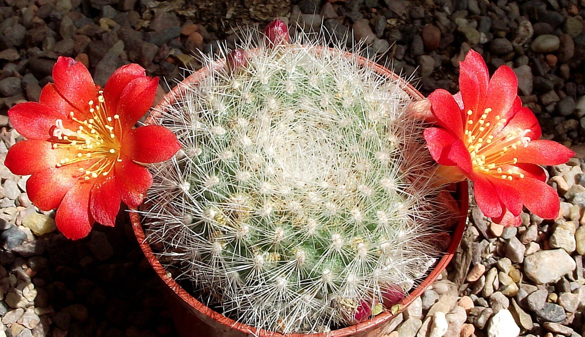 Aylostera fiebrigii sp. cochabamba raro cactus con spine bianche e fiori rosso brillante in vaso