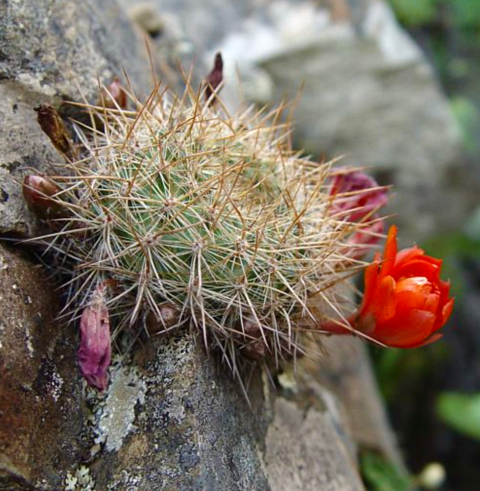 Aylostera fiebrigii sp. comarapa small spiny cactus with bright orange flower on rock surface