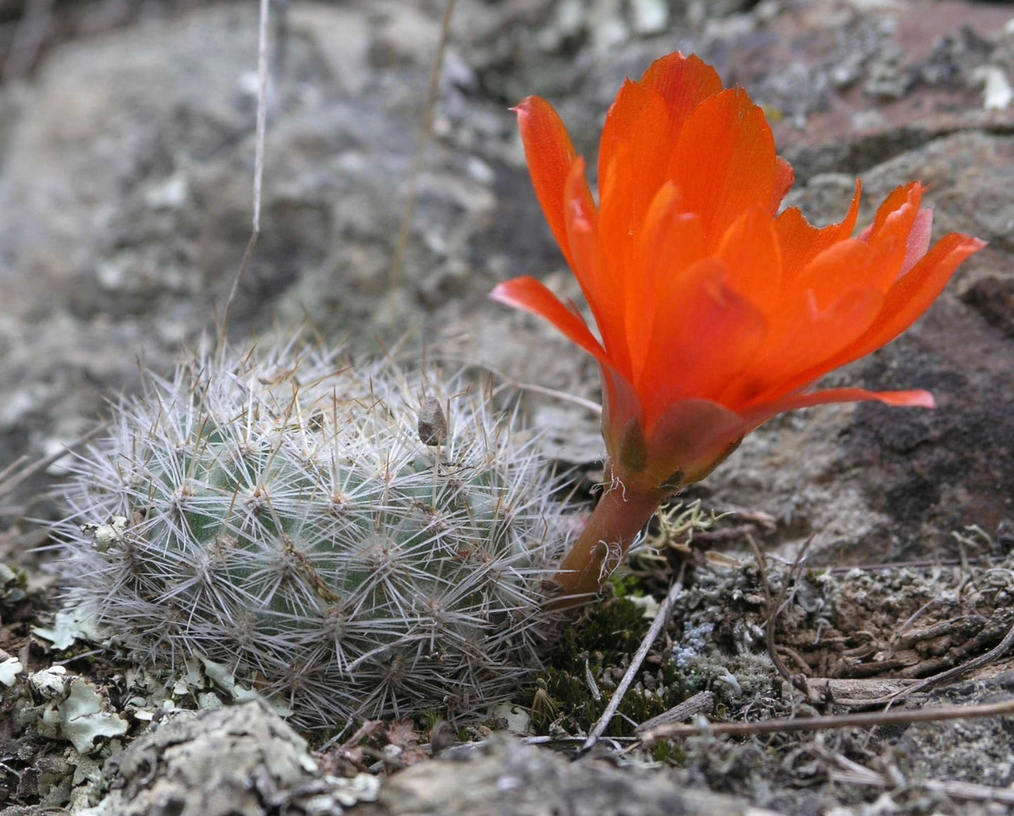 Aylostera fiebrigii sp. pasorapa small round cactus with white spines and bright orange flower