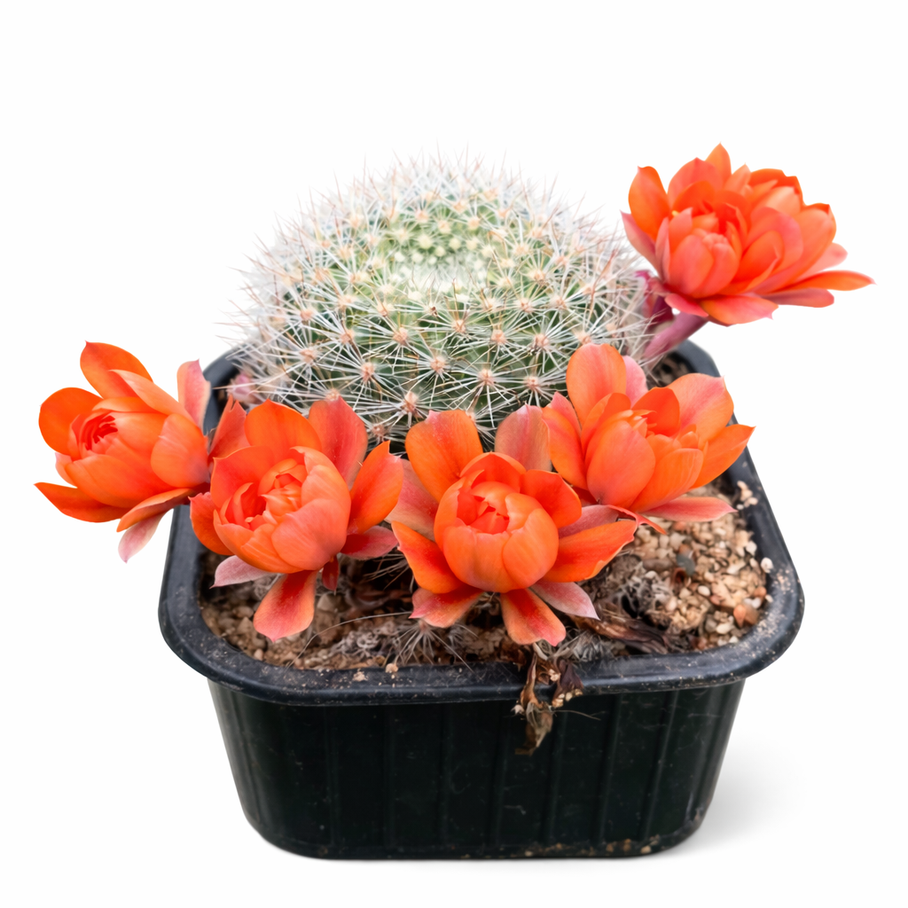 Aylostera kieslingii cactus with vibrant orange flowers in black plastic pot