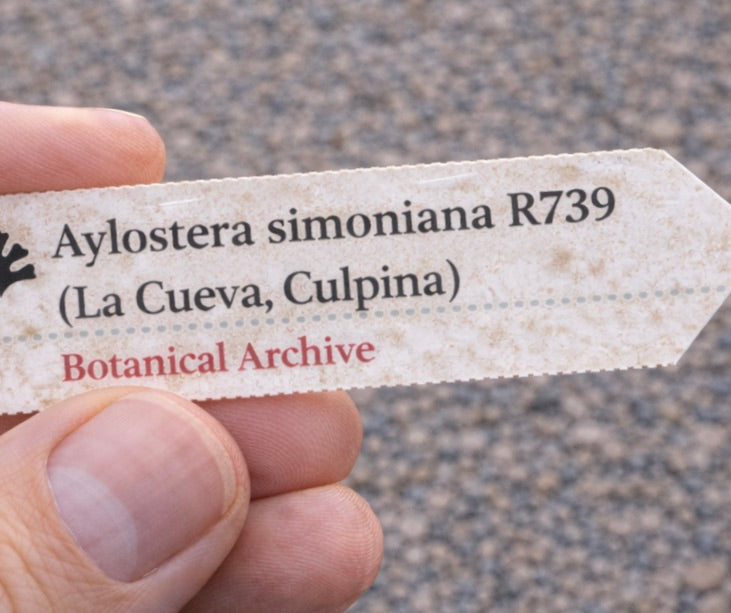 Printed plant label for Aylostera simoniana R739 held by hand with textured background