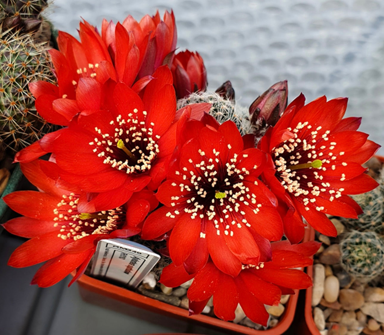 Aylostera supthutiana bright red cactus flowers with white stamens in small pot
