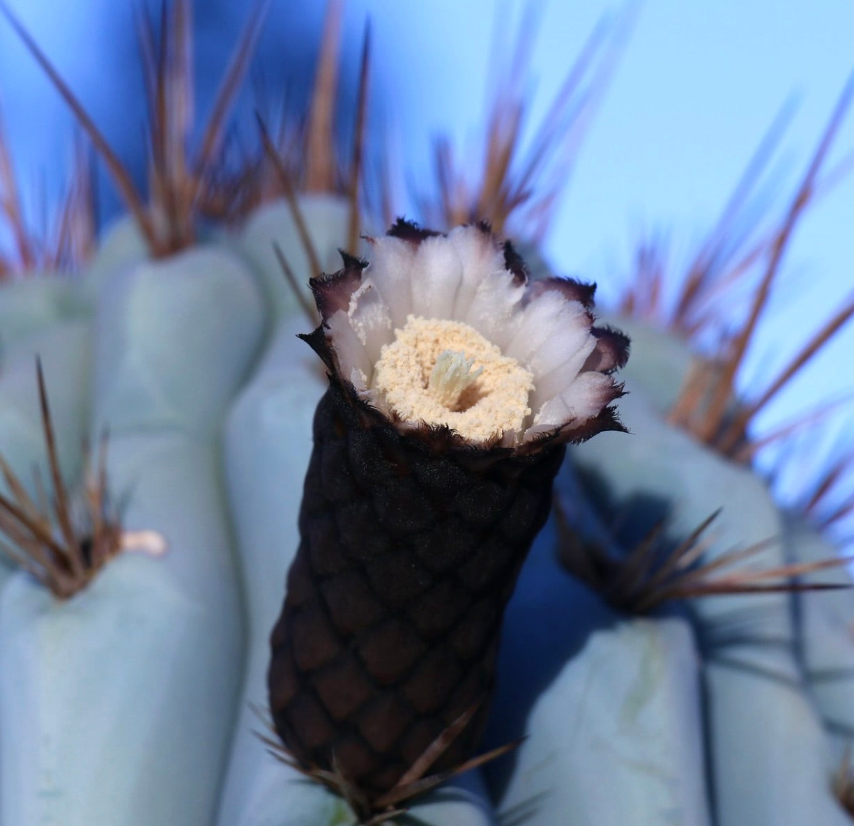 Azureocereus hertlingianus cactus with pale blue stems and dark textured flower bud with white bloom