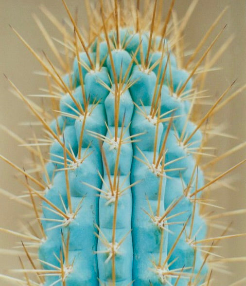 Azureocereus viridis blue cactus with long golden spines close-up succulent specimen