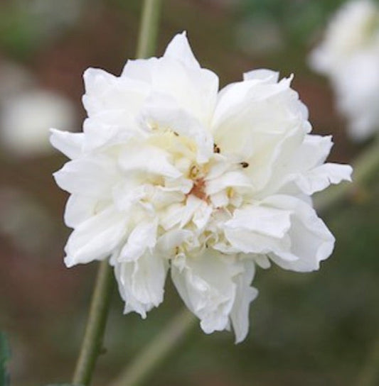Rosa fortuniana cv 'MARYLIN' WHITE' white double petal rose flower close-up