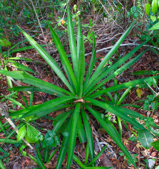Agave decipiens 5-10cm | False Sisal | Florida Agave